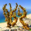 Cactus Plant GTA 5 Props