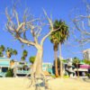 Dead Trees GTA 5 Props